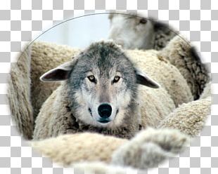 imgbin-wolf-in-sheep-s-clothing-goat-milk-gray-wolf-grow-old-together-eMjirGy5VhyjEaMSN6VrRYgrc_t