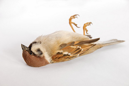 dead-sparrow